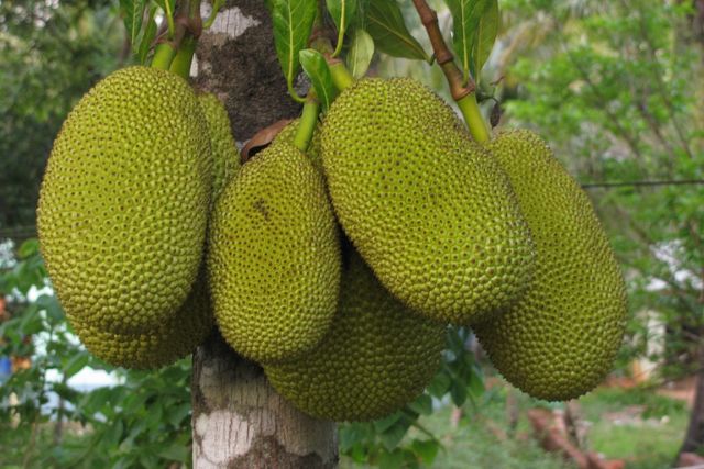 Breadfruit